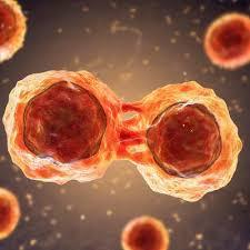 Portfolio item's cover image