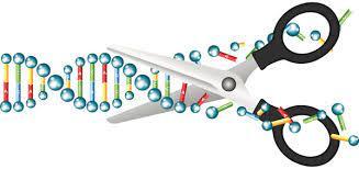 Portfolio item's cover image