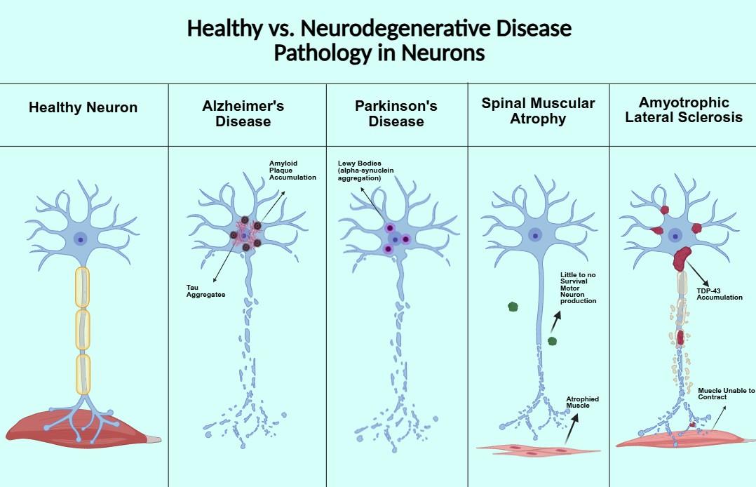 Portfolio item's cover image