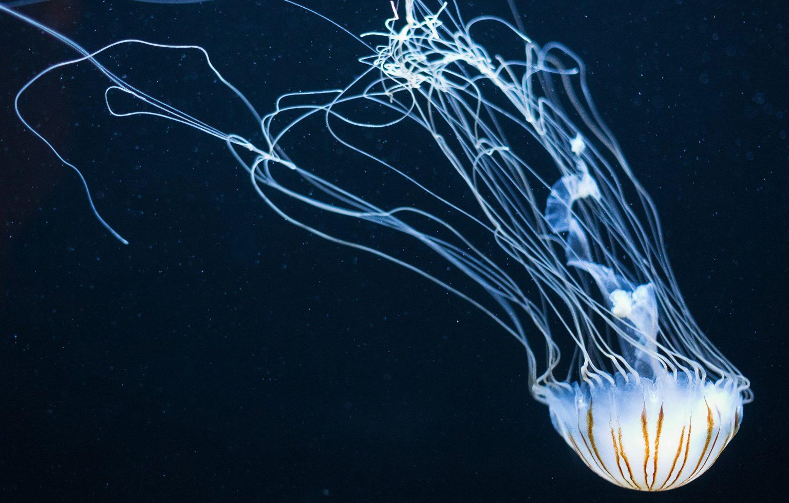 Portfolio item's cover image